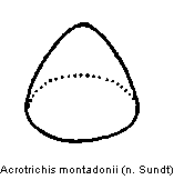 acrotrichis_montadonii.gif