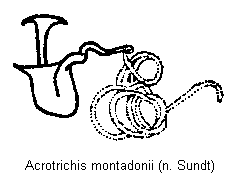 acrotrichis_montadonii_sperm.gif