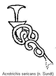 acrotrichis_sericans_sperm.gif