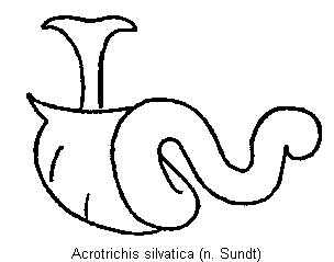 acrotrichis_silvatica_sperm.gif