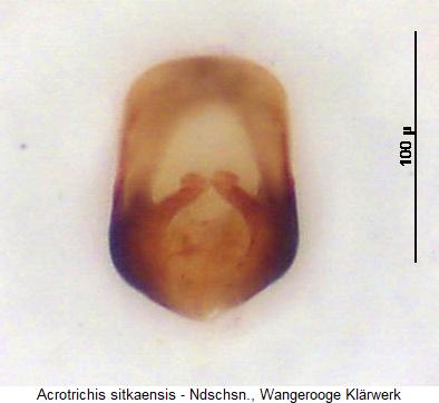 acrotrichis_sitkaensis.jpg