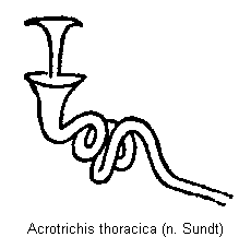 acrotrichis_thoracica_sperm.gif