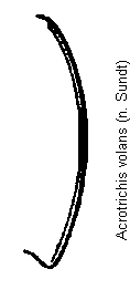acrotrichis_volans_hsch.gif