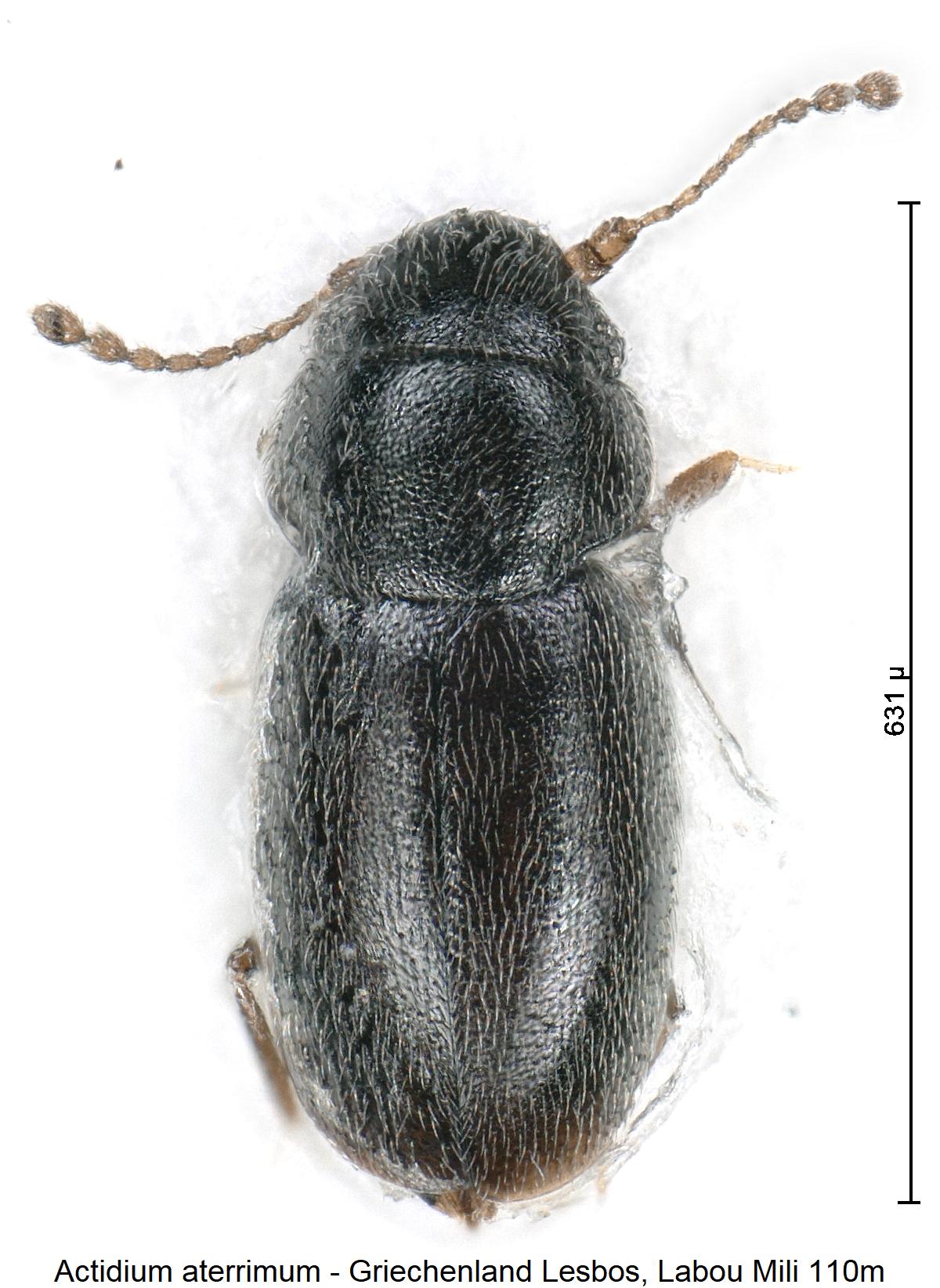 actidium_aterrimum_hab.jpg