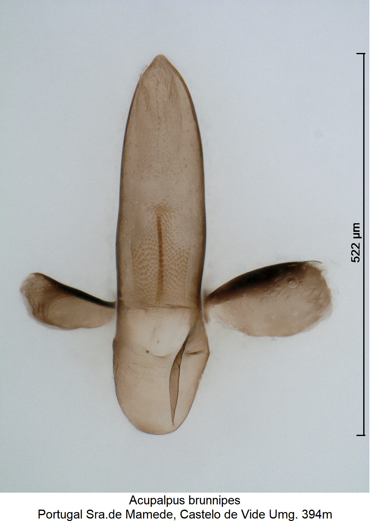 acupalpus_brunnipes_$18369.jpg