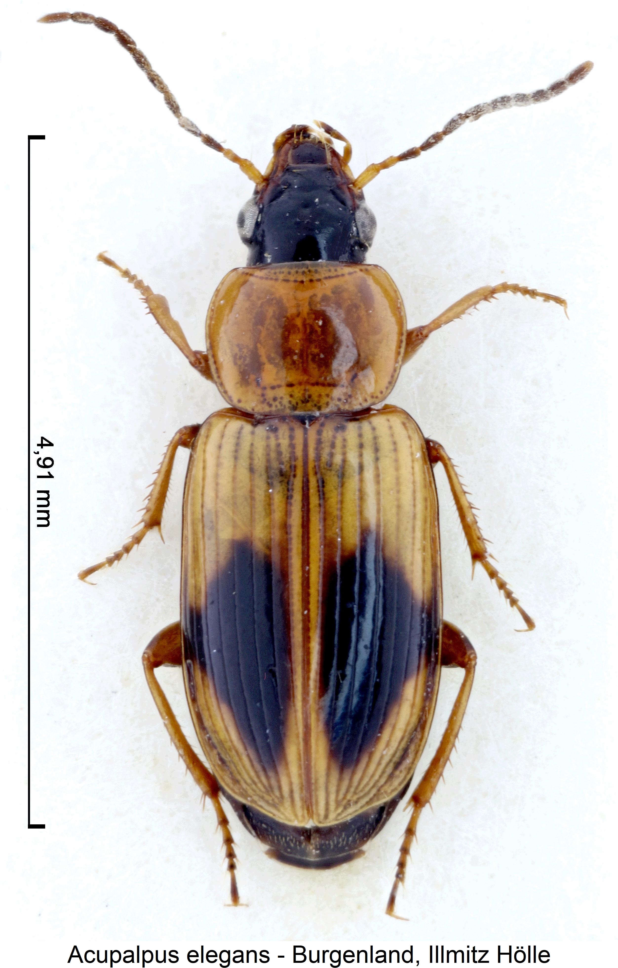 acupalpus_elegans_hab.jpg