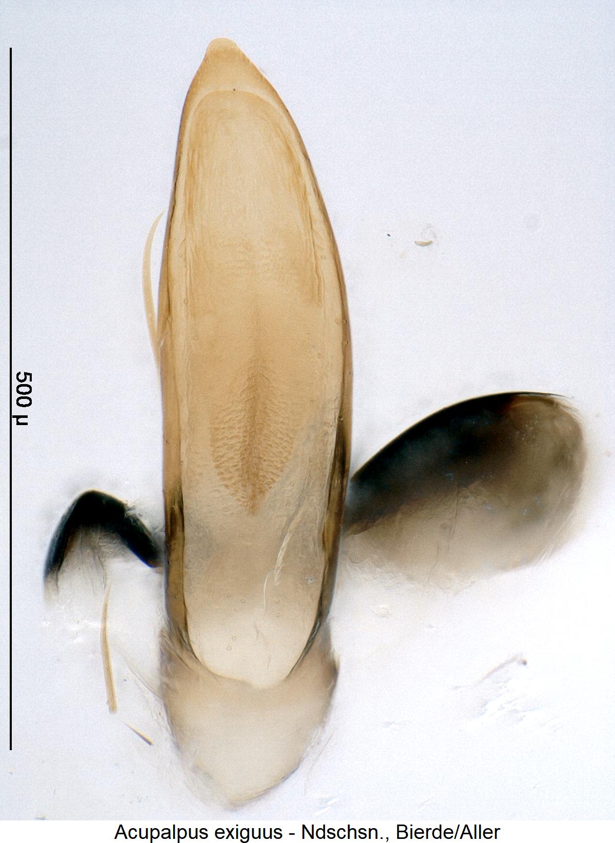 acupalpus_exiguus1.jpg