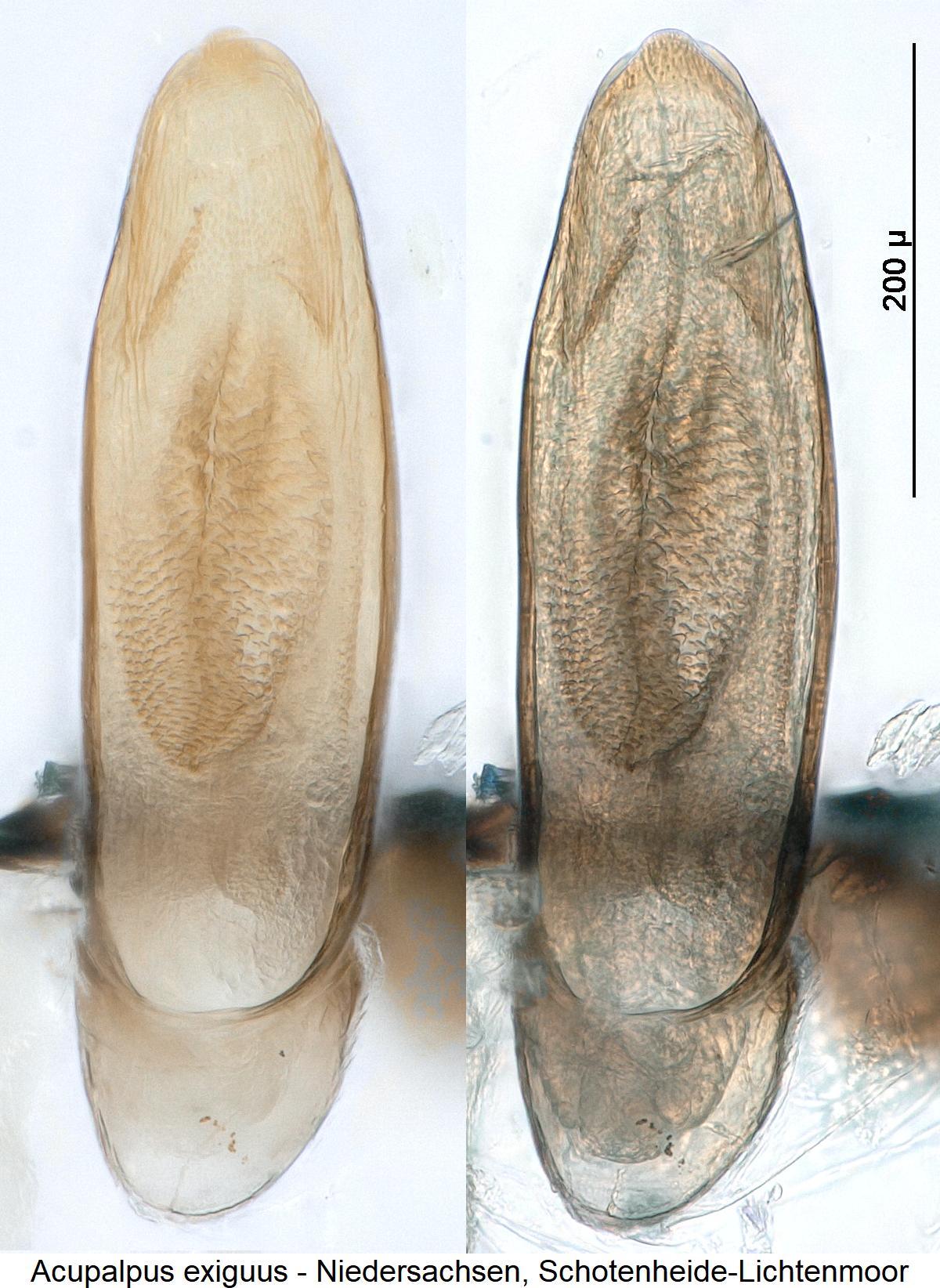 acupalpus_exiguus3.jpg