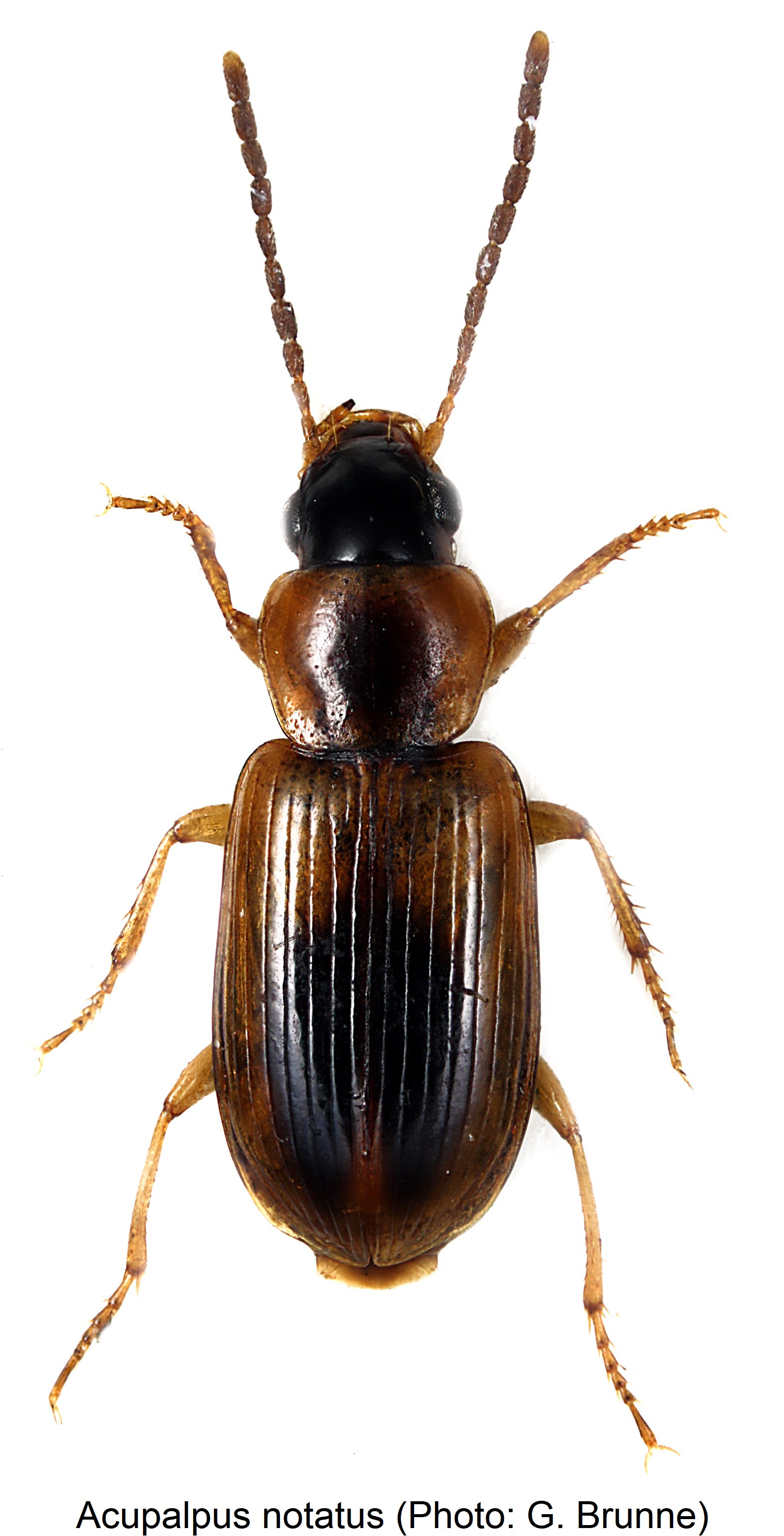 acupalpus_notatus_1.jpg