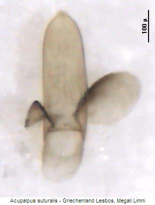 acupalpus_suturalis.jpg