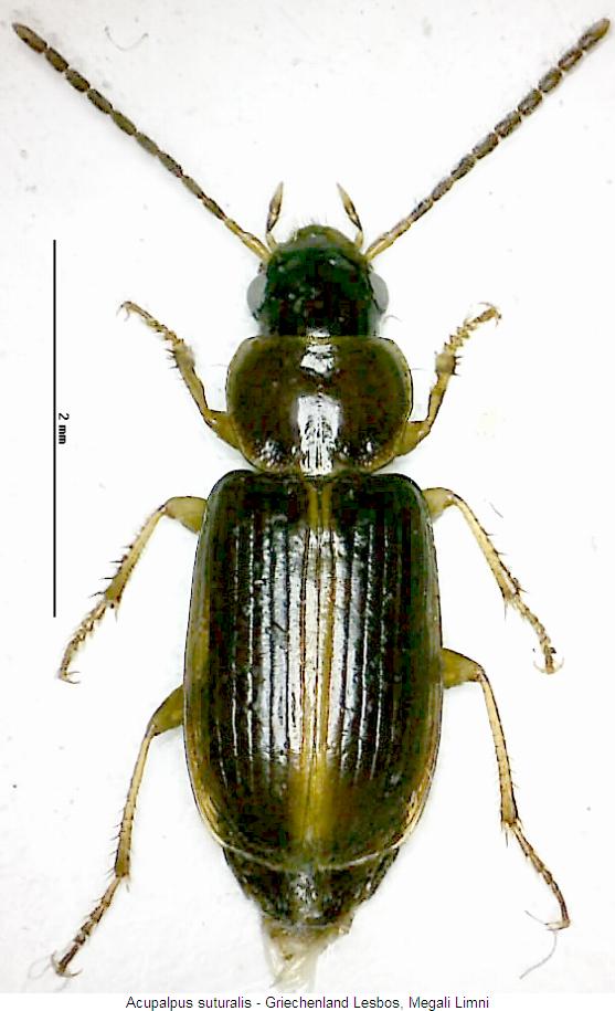 acupalpus_suturalis_hab.jpg