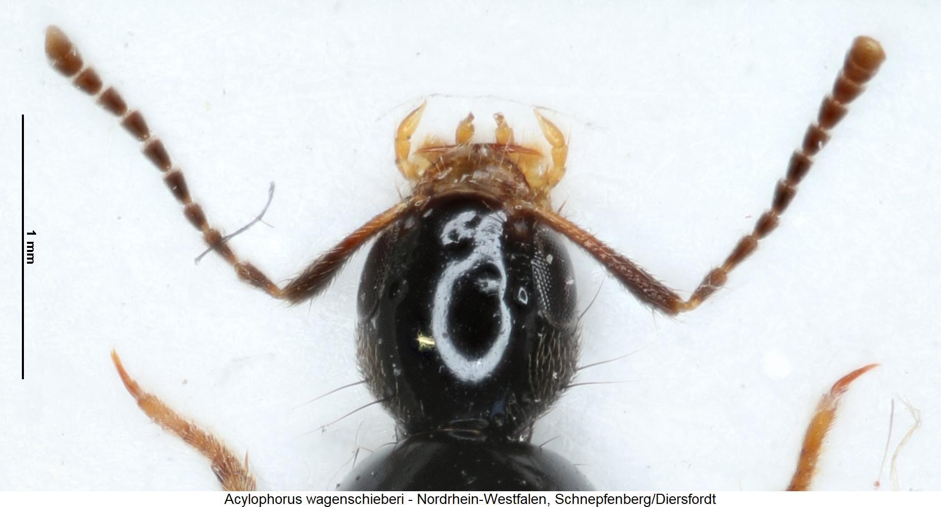 acylophorus_wagenschieberi_f.jpg