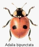 adalia_bipunctata_hab.gif