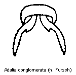 adalia_conglomerata_tr.gif