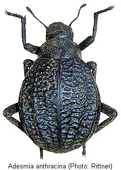 adesmia_anthracina_hab.jpg