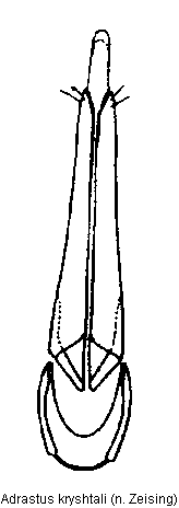 adrastus_kryshtali.gif
