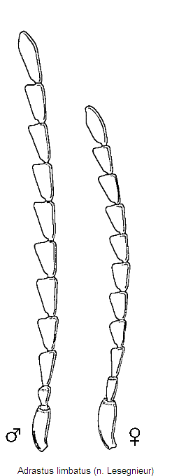 adrastus_limbatus_f.gif