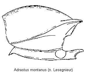 adrastus_montanus_hsch.gif