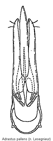 adrastus_pallens.gif