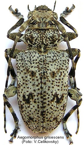 aegomorphus_grisescens.jpg