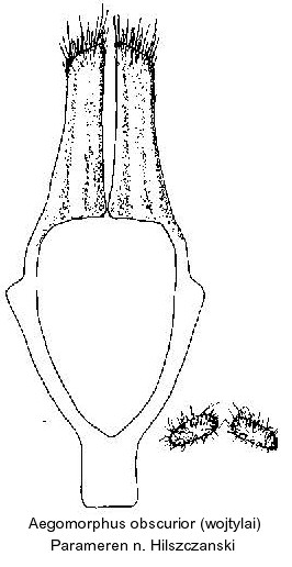 aegomorphus_obscurior_param.jpg