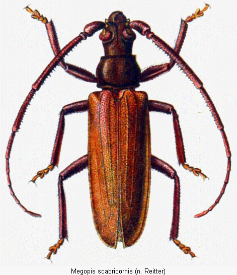aegosoma_scabricornis_hab.gif