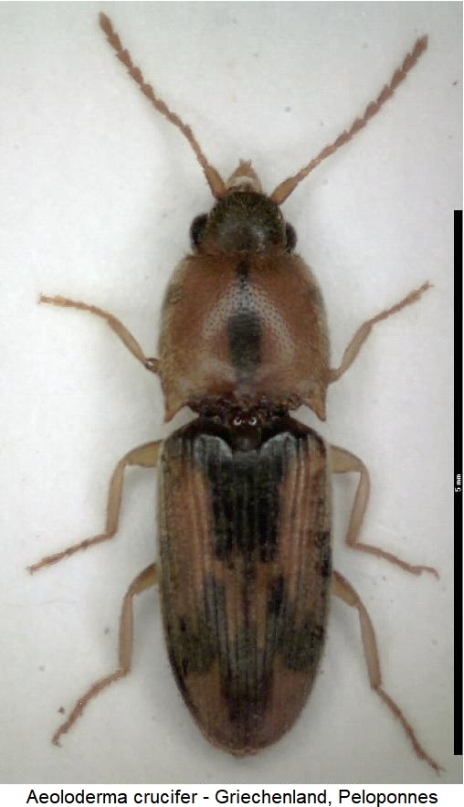 aeoloderma_crucifer_hab.jpg