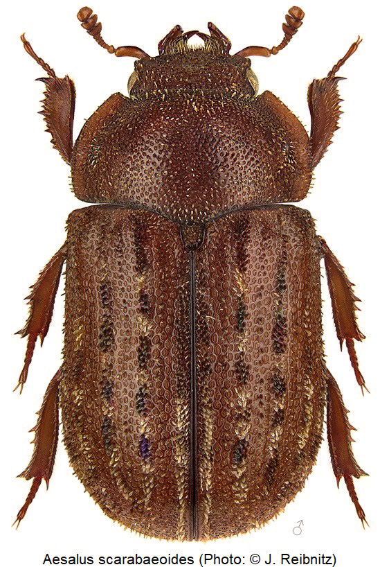 aesalus_scaraboides_rbn.jpg