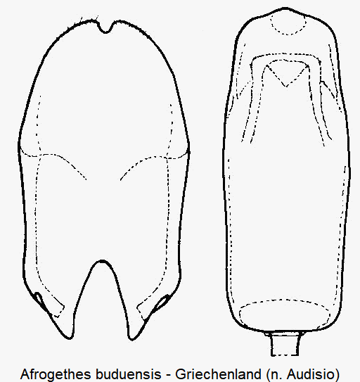 afrogethes_buduensis2.gif
