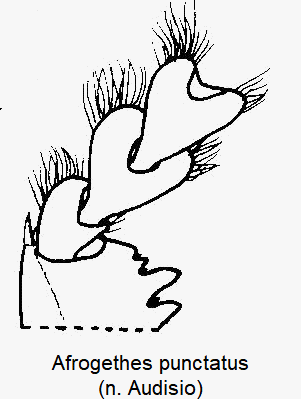 afrogethes_punctatus_vtr.gif