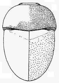 afrothorictus_latus2.jpg