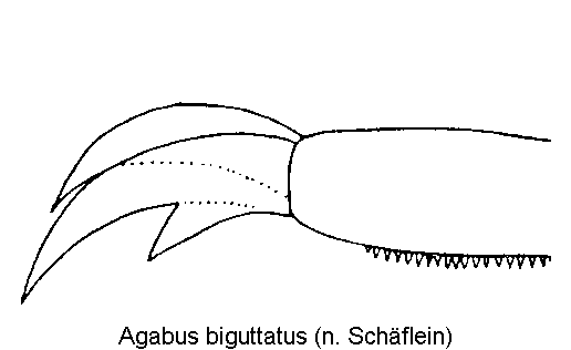 agabus_biguttatus_vtr.gif