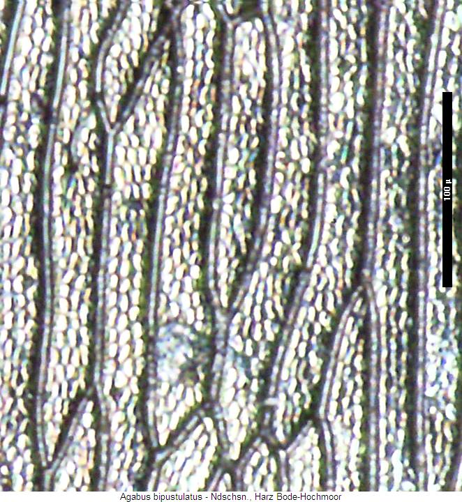 agabus_bipustulatus_ms.jpg