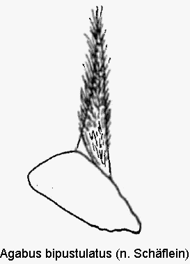 agabus_bipustulatus_pm.gif