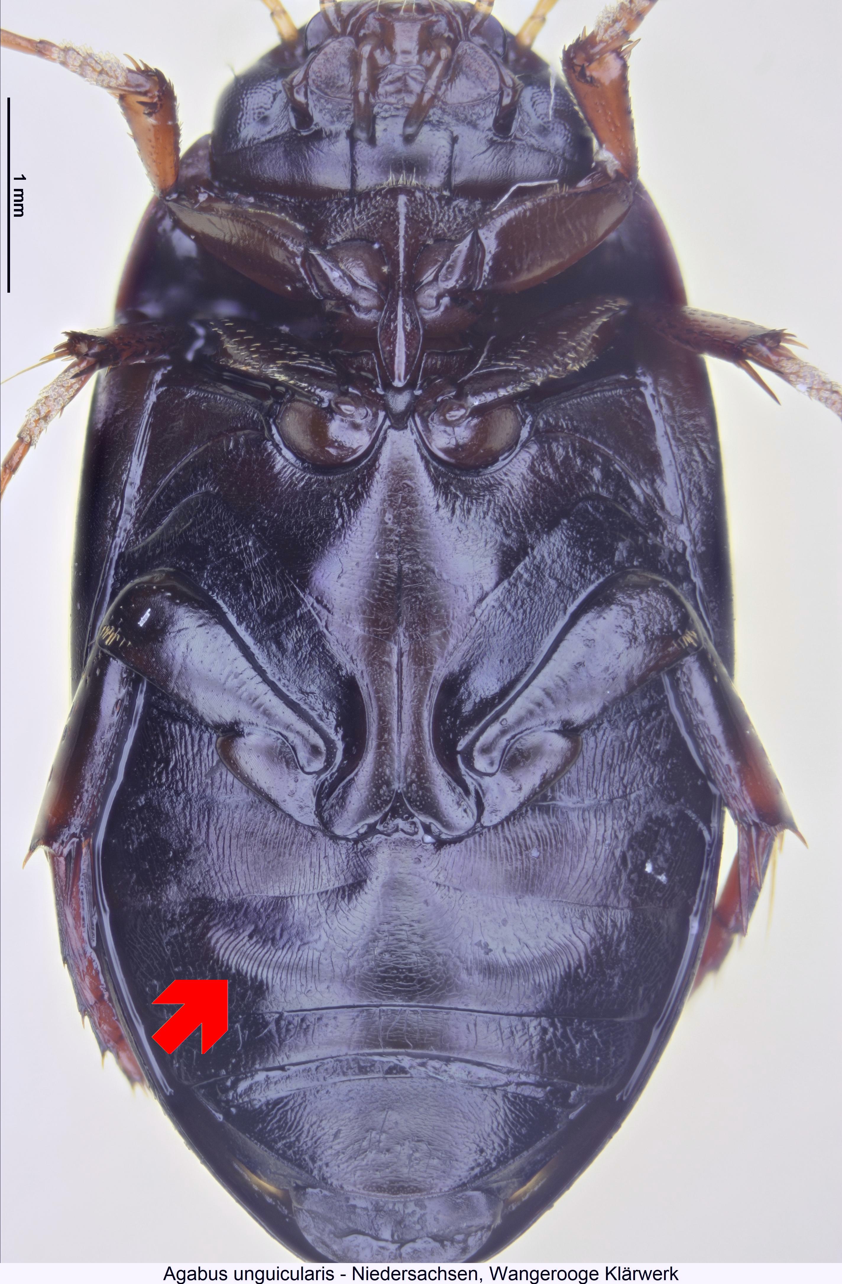 agabus_unguicularis_us.jpg