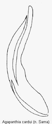 agapanthia_cardui.gif