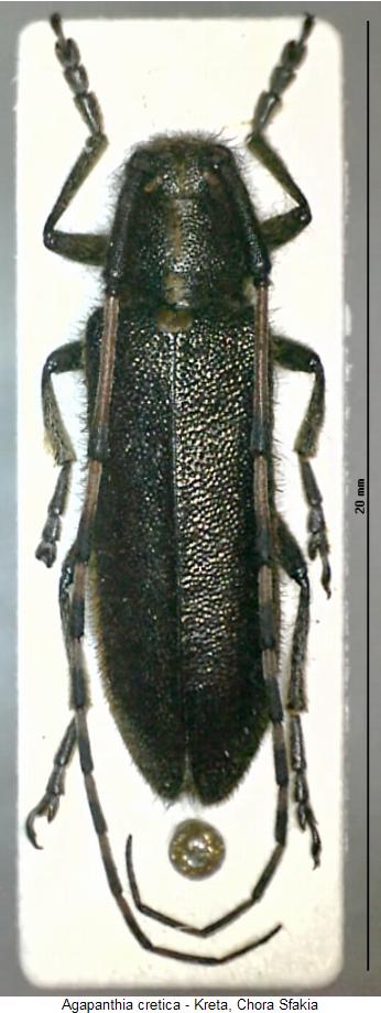 agapanthia_cretica_hab.jpg