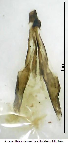 agapanthia_intermedia_gc.jpg
