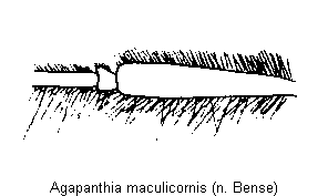 agapanthia_maculicornis_f.gif