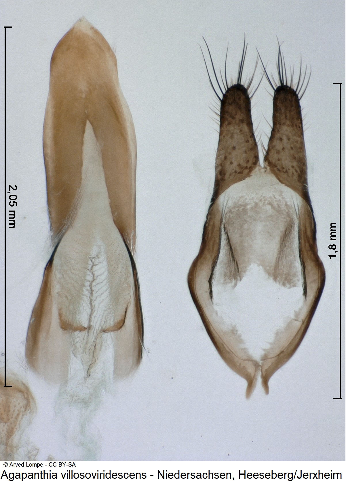 agapanthia_villosoviridescens-2.jpg