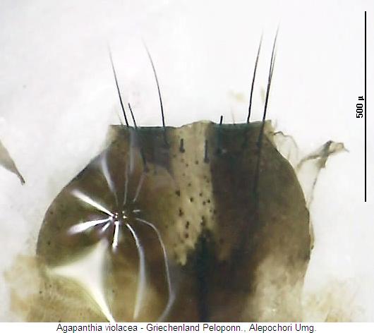 agapanthia_violacea_ixs.jpg