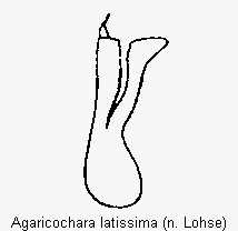 agaricochara_latissima.gif