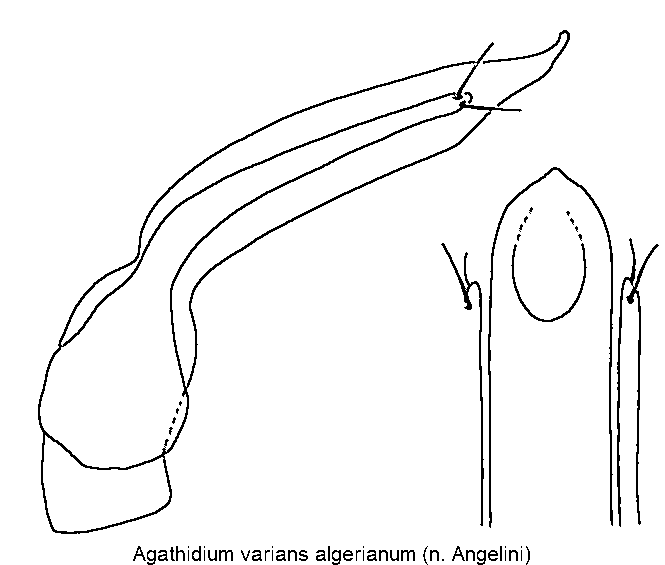agathidium_algerianum1.gif