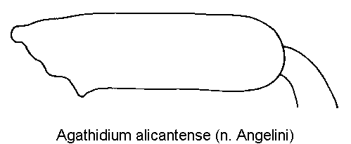 agathidium_alicantense_hschl.gif