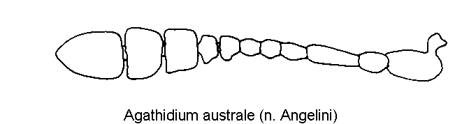 agathidium_australe_f.gif