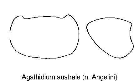 agathidium_australe_hsch.gif