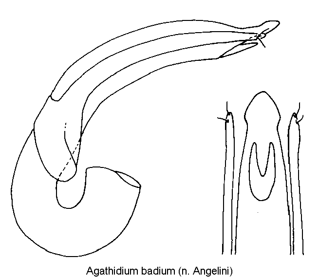 agathidium_badium.gif