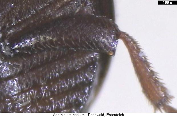 agathidium_badium_hschl.jpg