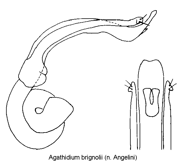 agathidium_brignolii.gif