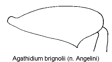 agathidium_brignolii_hschl.gif